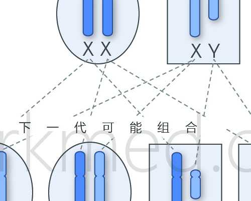 杭州供卵试管婴儿：解读卵子质量不佳与高效代怀选择