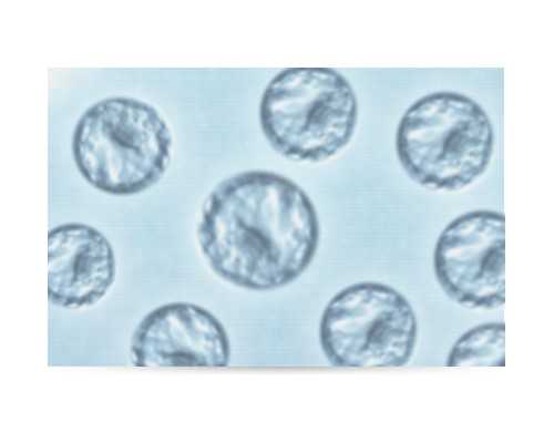 浙江哪里可以找到供卵试管助孕服务？2026年第三代试管婴儿技术对比：嘉兴妇保院与杭州邵逸夫医院